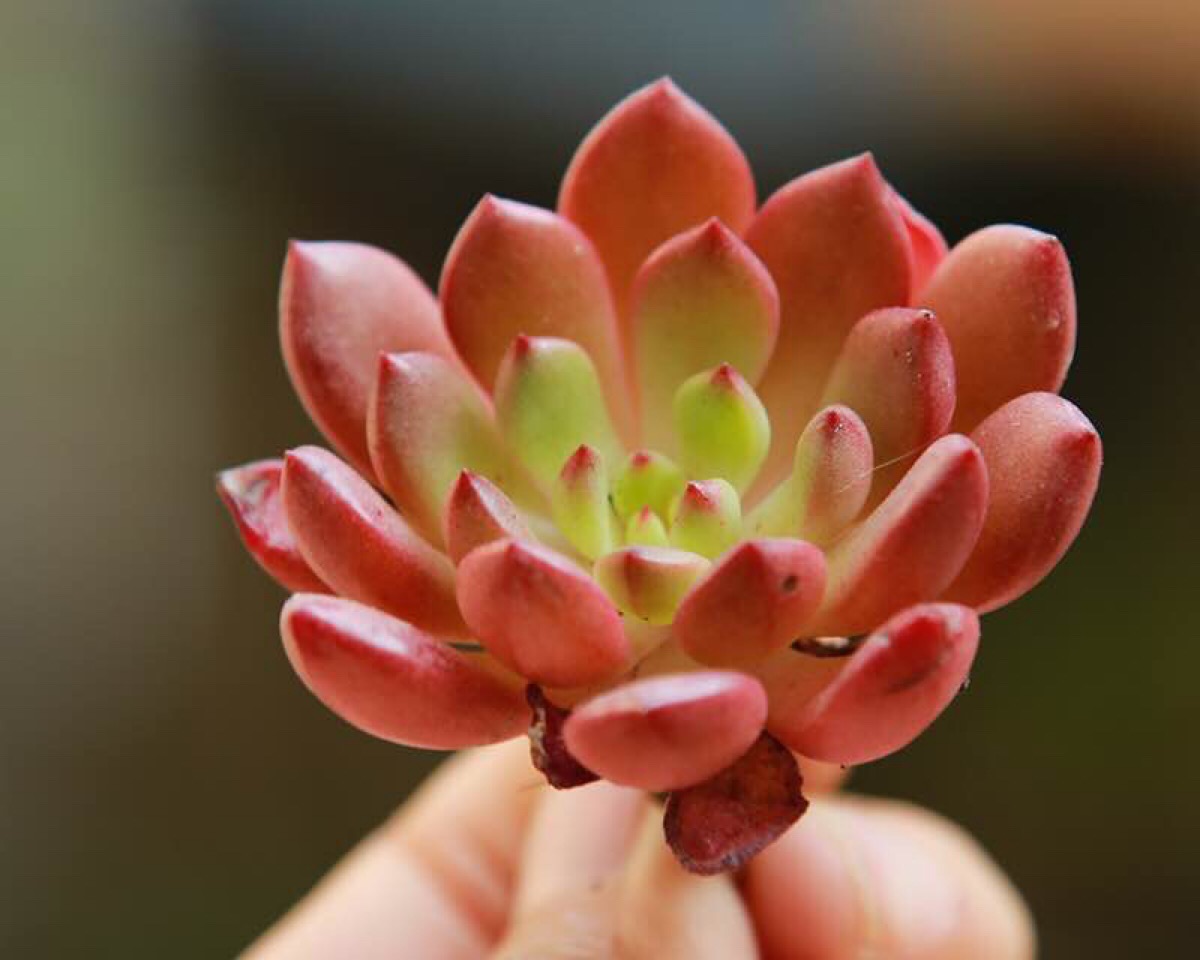 多肉枯萎了怎么恢复,多肉枯萎了怎么让它重新恢复