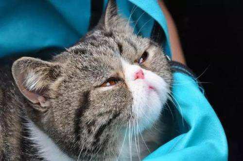 猫咪得了脂肪肝治疗费用,猫咪不吃东西几天会得脂肪肝