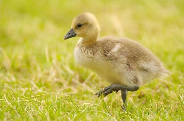 小鹅要养多久才能避免感染鹅瘟,春季养鹅常见鹅病的防控方法