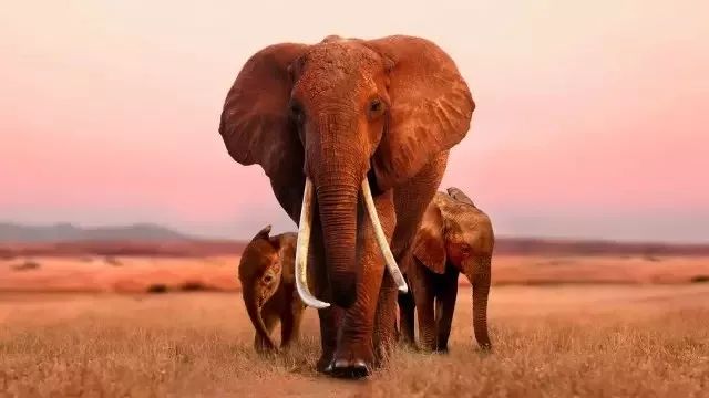 年度最佳女主角范冰冰,颜值与演技力压范冰冰