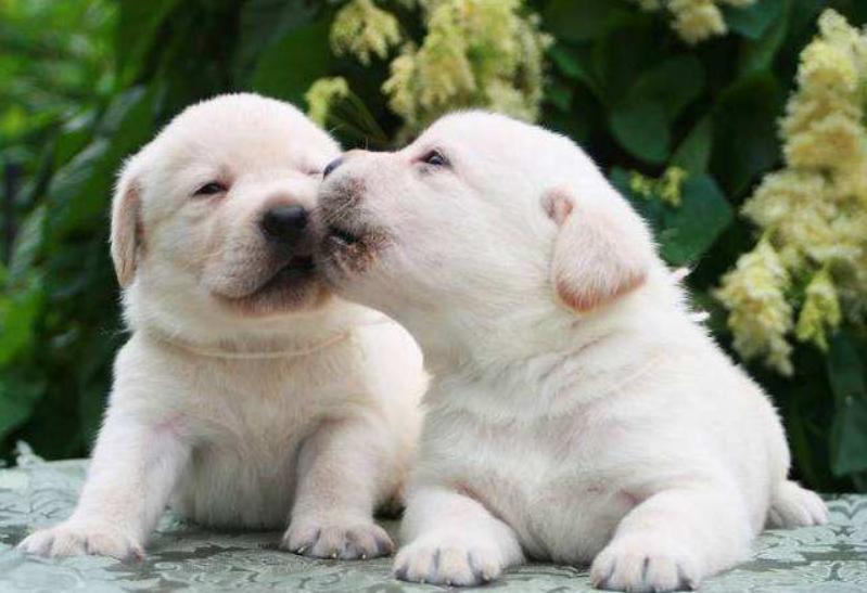 狗狗爱舔这五个部位,狗狗喜欢舔人眼睛