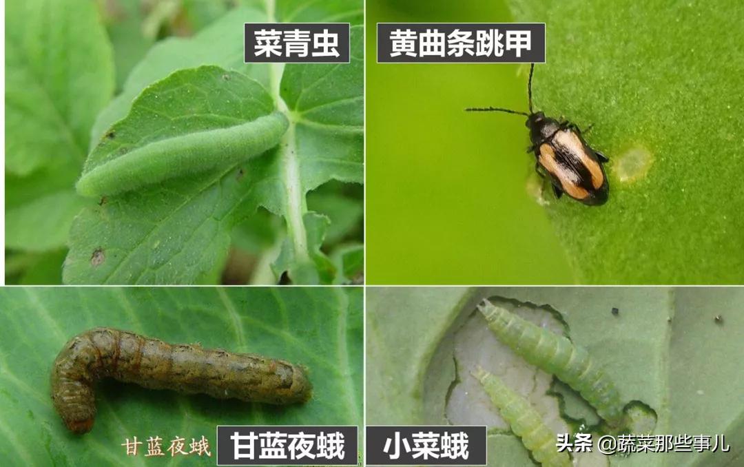 喷洒蔬菜害虫用什么农药,夏季叶菜常发生的虫害