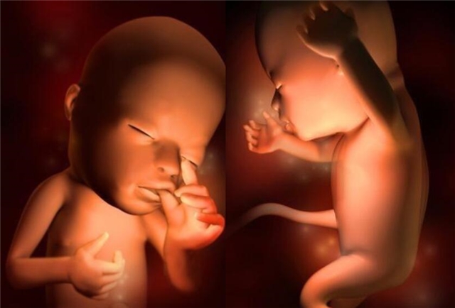 1-40周胎儿体重发育参数表,1-40周胎儿发育过程图漫画