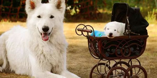 狗狗刚生完小狗注意事项,狗狗怀孕了需要注意什么事情