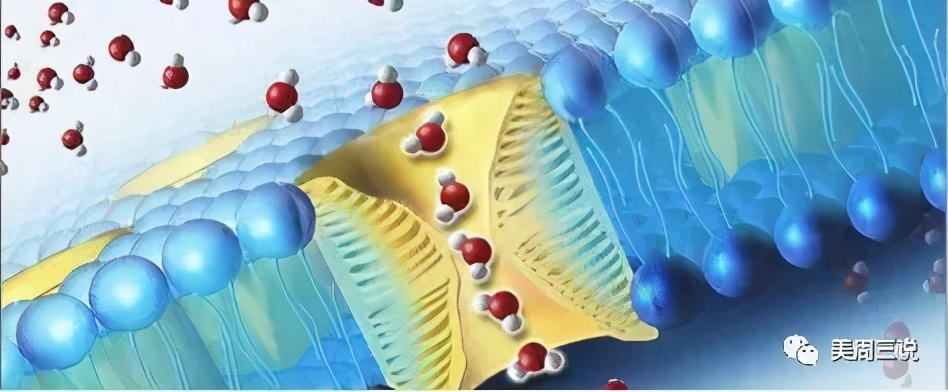 圣迪妮尔芙蓉霜正确的使用方法,圣迪妮尔芙蓉霜和特润霜有啥区别