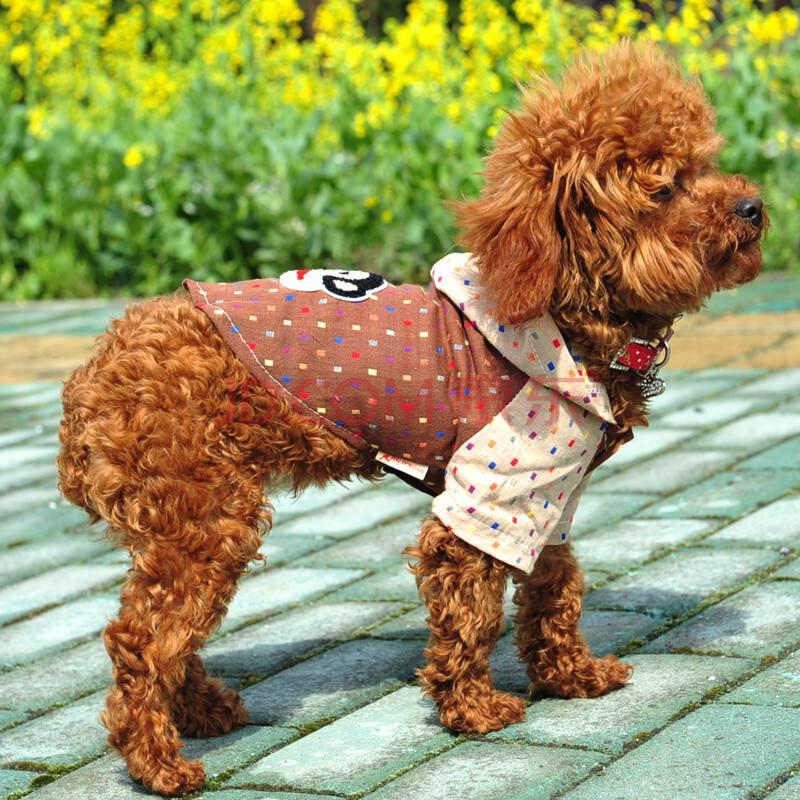 养狗狗是养博美好还是养泰迪好,为什么养狗的人讨厌泰迪