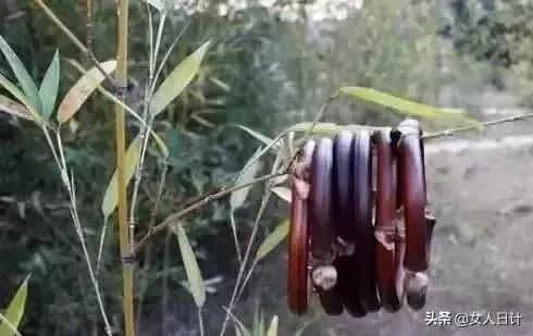 山上随便砍的藤条,竟然比金刚还牛逼!(附带制做方法)