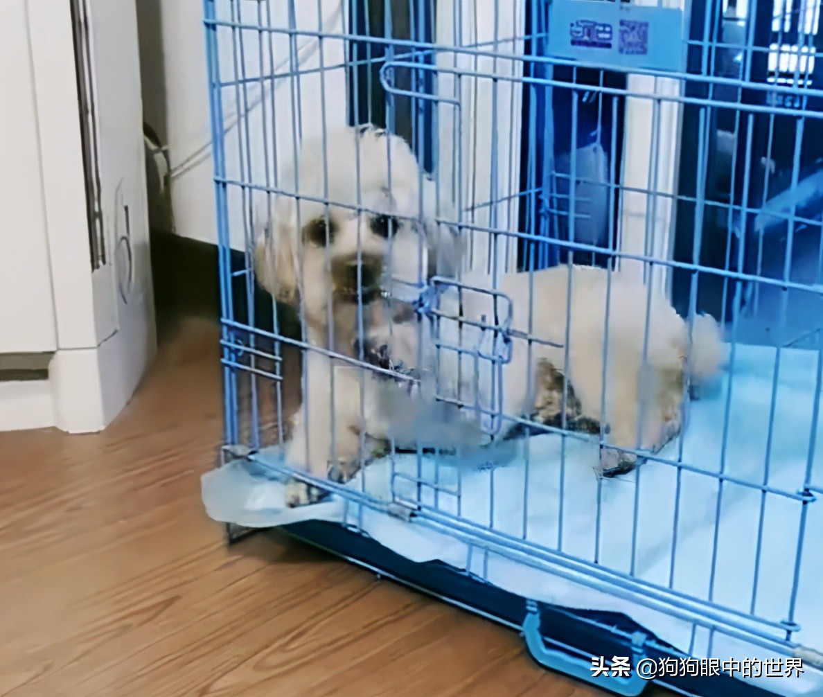 狗狗高烧40度怎么降温,夏天到了这7种狗狗最怕热了