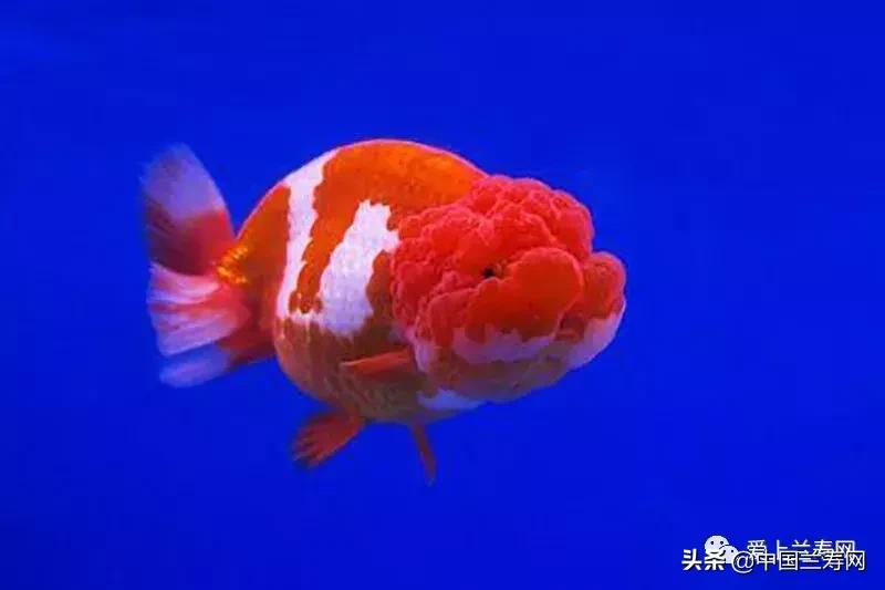 兰寿金鱼鲨鱼鳍品种图片大全,金鱼泰狮与兰寿是一个品种吗