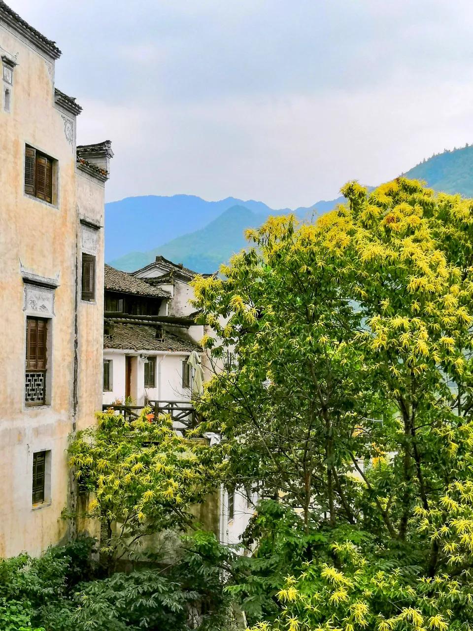 这才是中国最美的乡村,最值得去的鲜花小镇