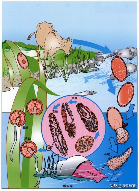 猫咪驱虫多久驱一次,新手驱虫猫