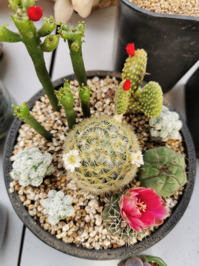 循迹盛京之十二浑南南井村花卉市场