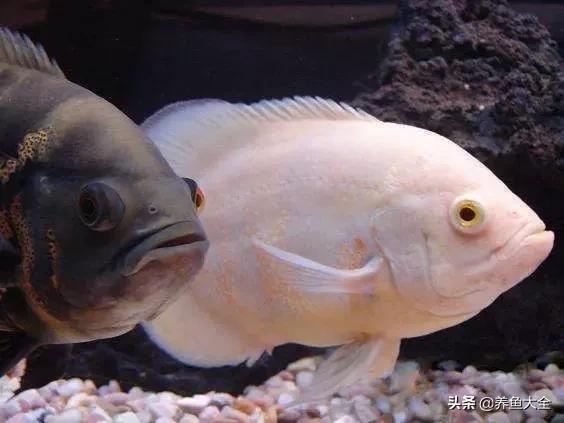 教你识鱼,地图鱼辨别