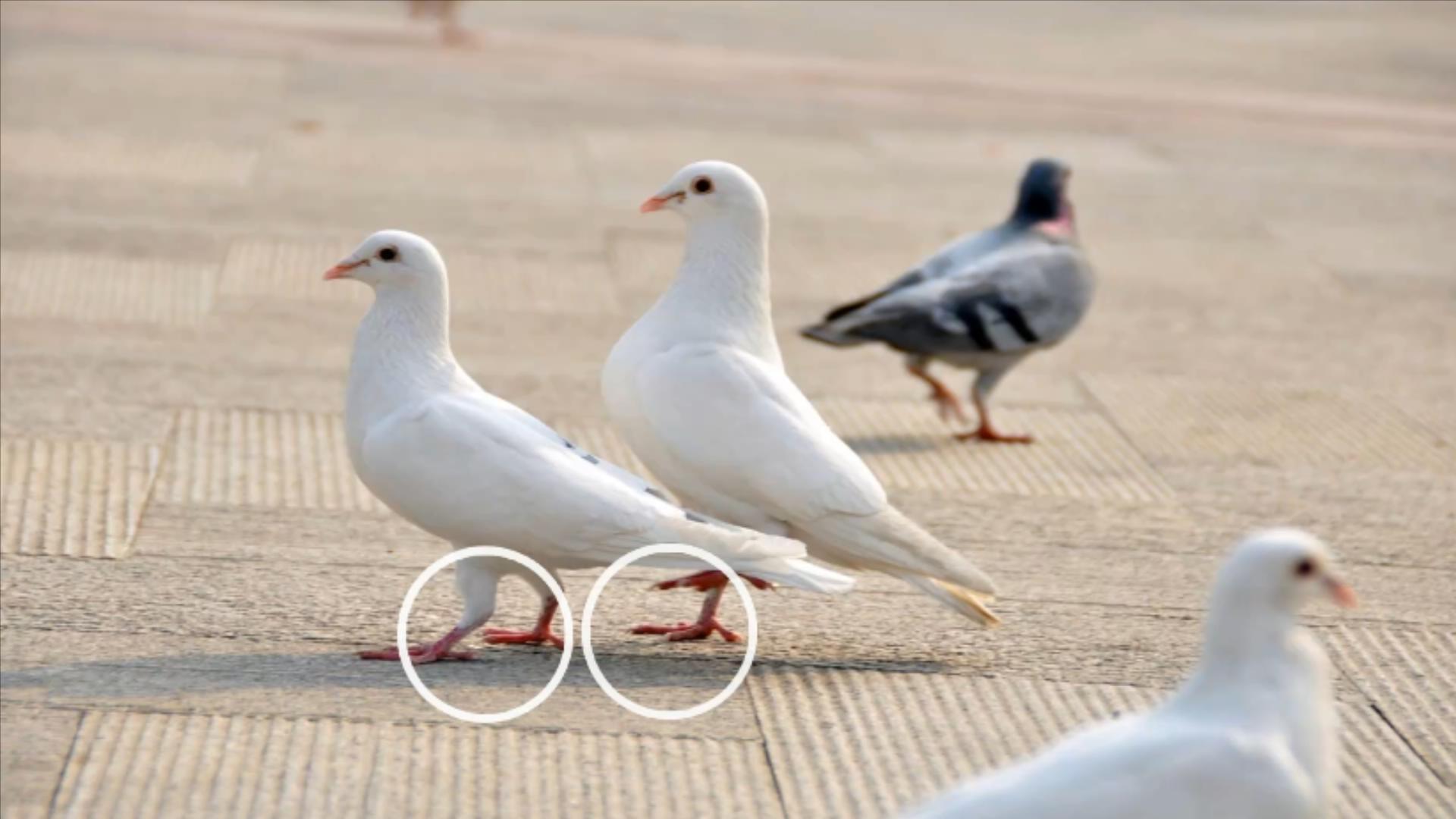 鸽子十大毒素排名,鸽子的毒素在哪里