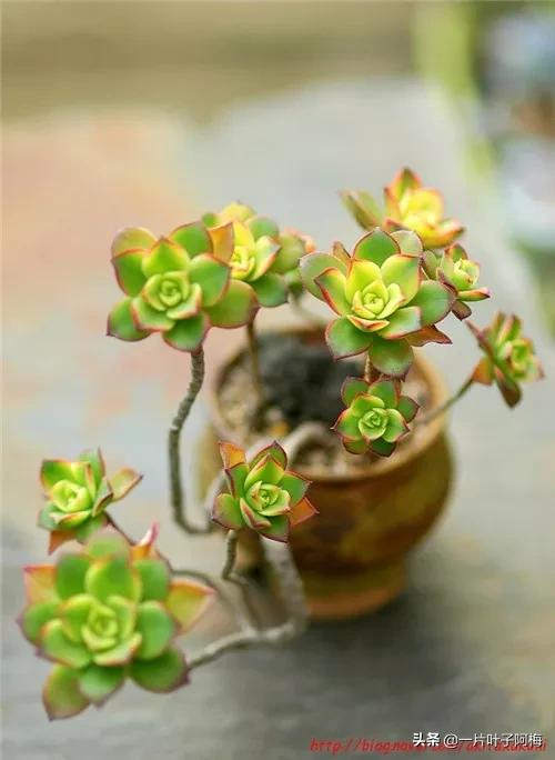 哪些多肉适合养老桩?多肉老桩摆窗台最精致了,看一眼就忘不了