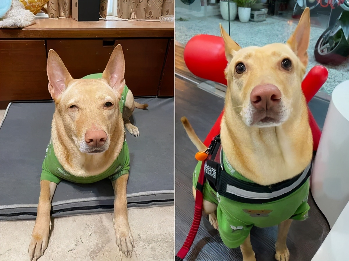 狗狗眼睛一下就睁不开了怎么回事,狗狗的眼睛突然睁不开