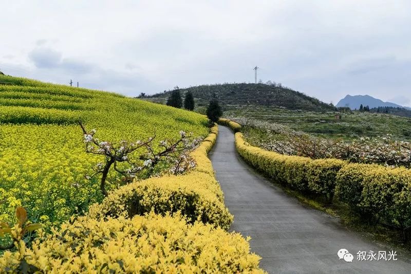千树万树梨花开风景欣赏,千树万树梨花开美景可以去哪欣赏