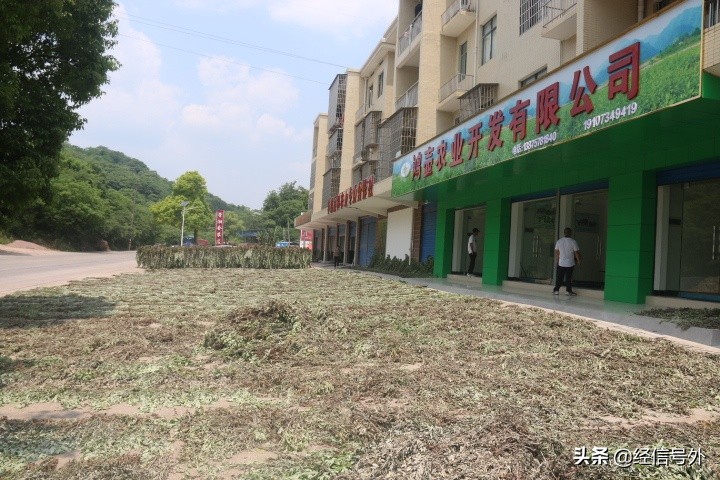 艾草直播助农,湖南乡村振兴直播助农