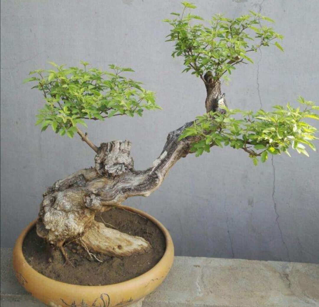 什么的树木适合做盆景,适合制作盆景有什么树种