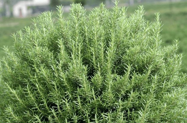 好养的盆栽花卉排名前十,盆栽花比较好养的有哪些