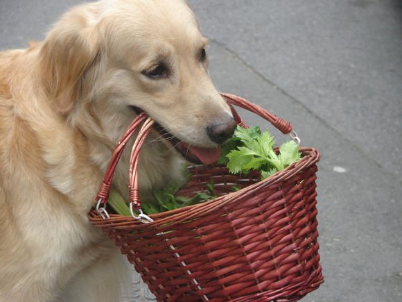 养金毛的好处与功效,养金毛有啥好玩的