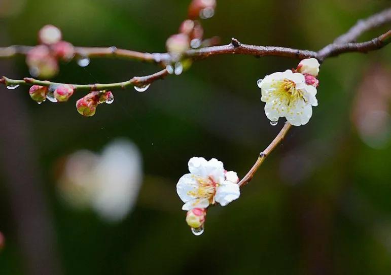 杜牧的清明诗意,杜牧的清明诗句