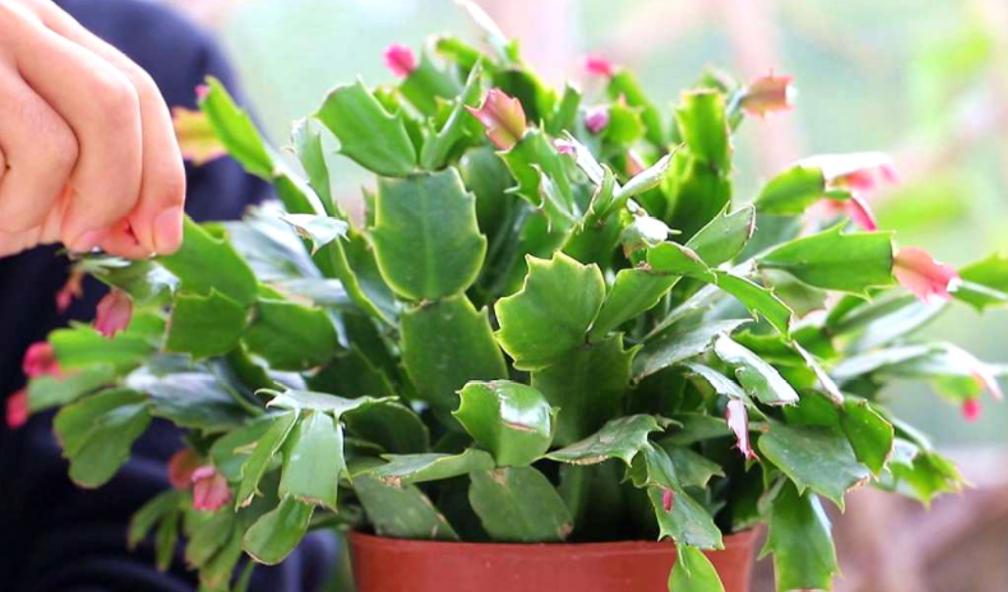 蟹爪兰冬季怎样养护才能枝繁叶茂,蟹爪兰怎么养护能爆盆