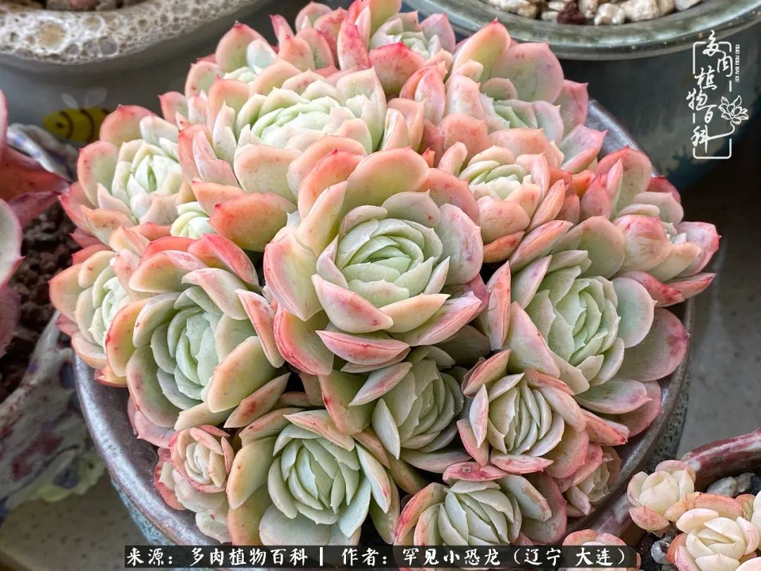 颗粒土除了种多肉还可以种什么,想养动物该怎么养