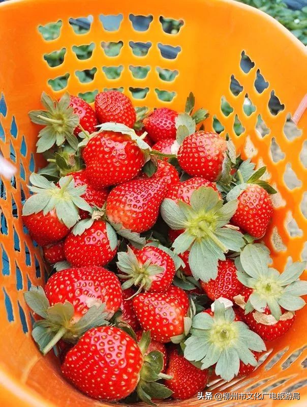 柳州草莓采摘园附近最近地方,柳州附近摘草莓好玩的地方