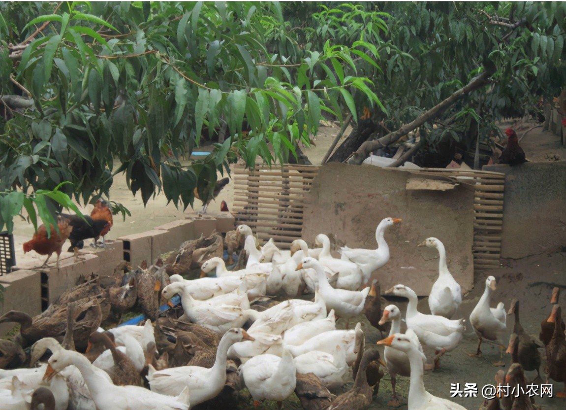 农民回乡种田种植粮食发展养殖,农村女大学毕业回乡创业养殖