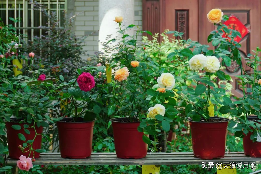 不用再羡慕别人家的院子,庭院养护全攻略