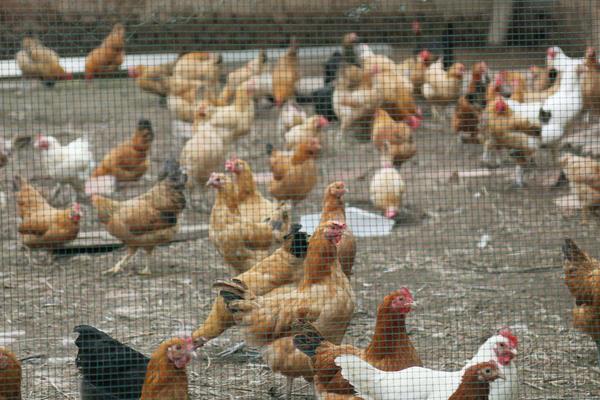 怎么能有效防止鸡瘟,怎样预防鸡瘟和禽流感