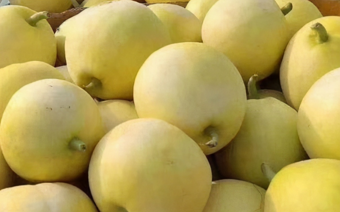 如何挑甜瓜与脆瓜,甜瓜地里怎样挑选熟瓜