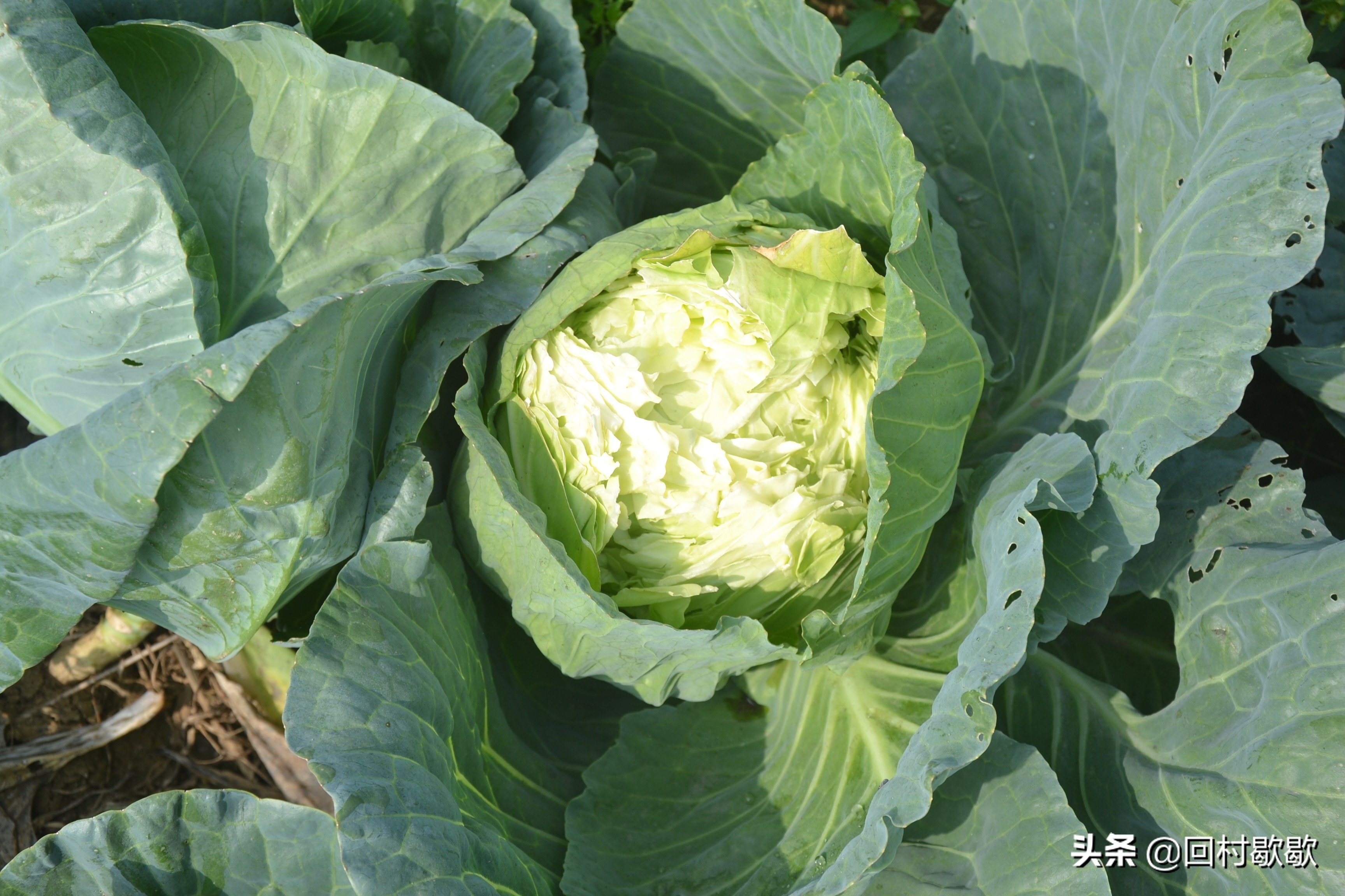 包头菜怎么处理,包头菜怎样储存冬天才能好吃