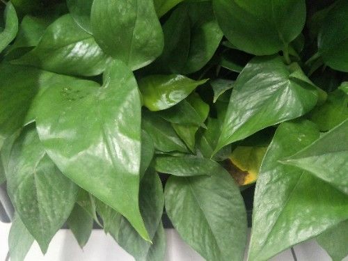 绿萝怎么才不烂根黄叶,绿萝黄叶别发愁2个妙招帮解决