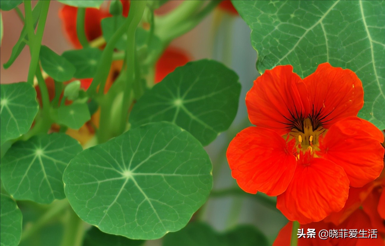 老中医喜欢养“6种花”，好看又养人，有利健康