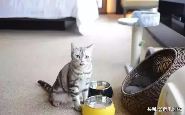 带宠物住宿酒店,带宠旅行酒店