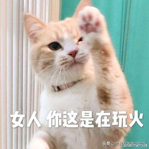 强撸的猫不甜，这些撸猫手法让猫咪乖乖投降，收藏备查