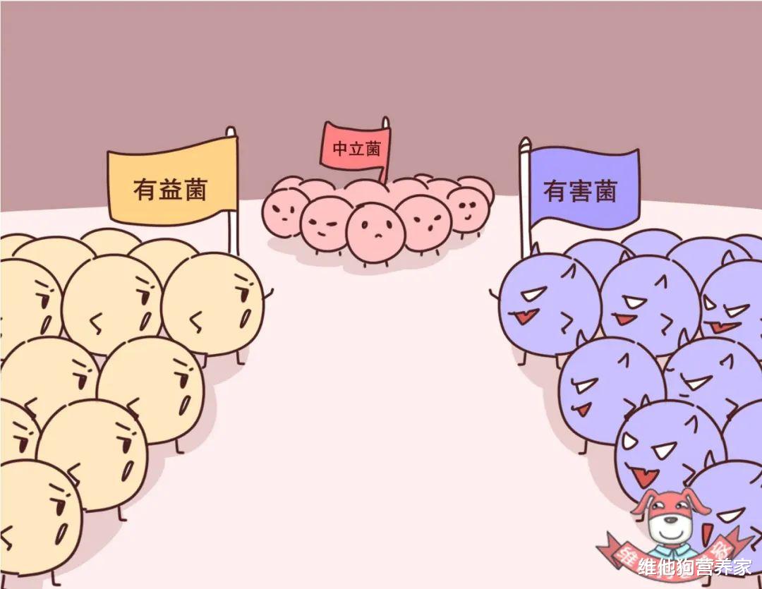 0脂肪0热量代餐零食零糖,0糖0脂肪健康代餐