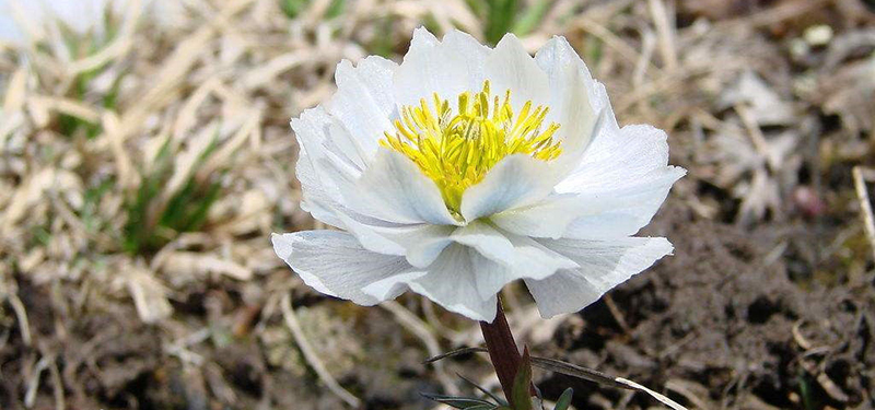 国家二级保护开花植物,一级保护植物雪莲花图片大全
