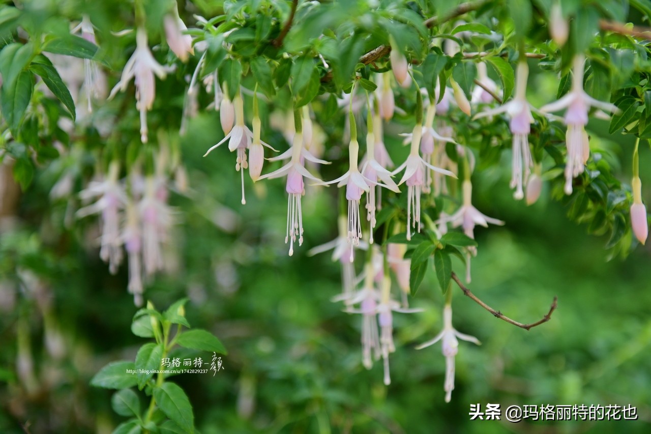 园丁金挂有排期吗,吊钟海棠怎么养护