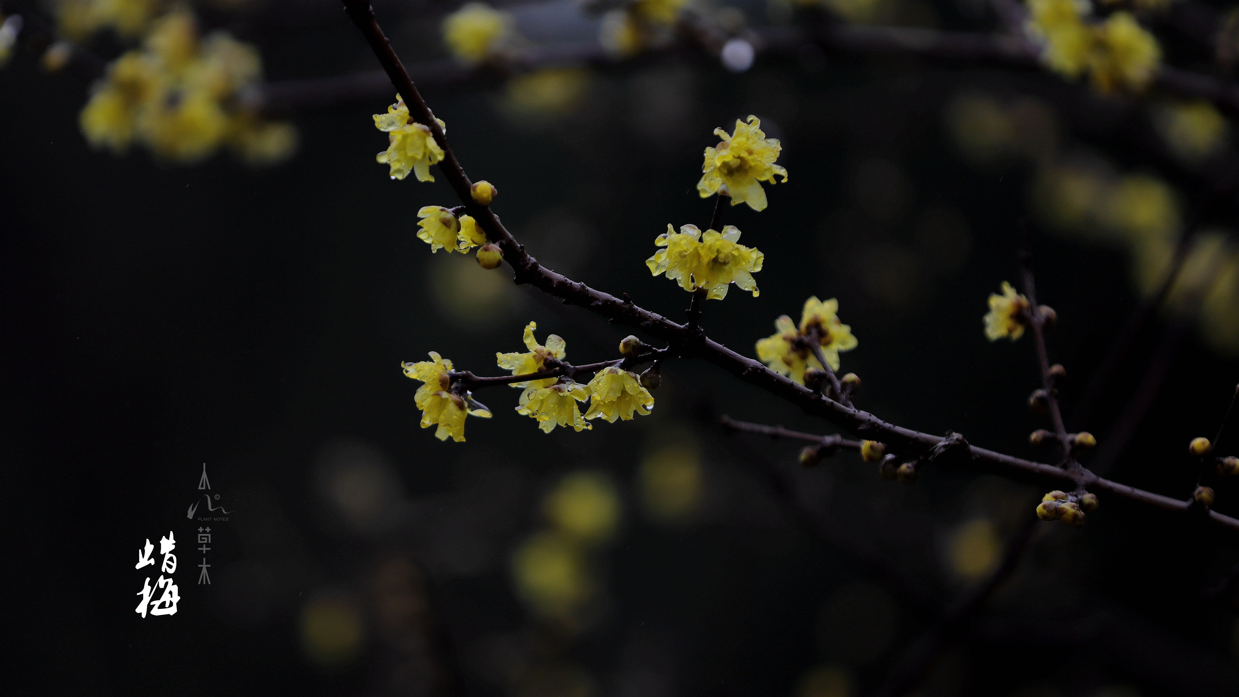 蜡梅|故人未寄岭头信，先报江南春意来