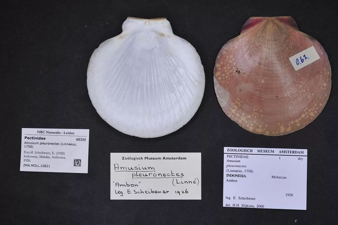 假如扇贝没有跑路,如果扇贝肉没清理干净吃会怎么样