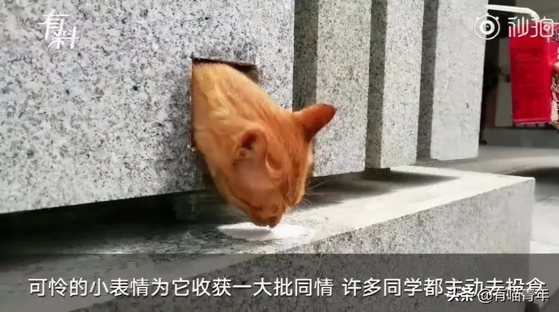 北大猫咪图鉴,中国人民大学猫咪图鉴