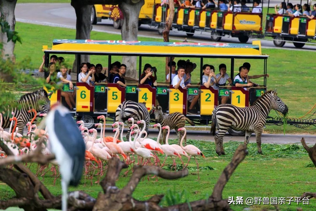 去哪里买长隆的票最划算,节假日游长隆如何少排队