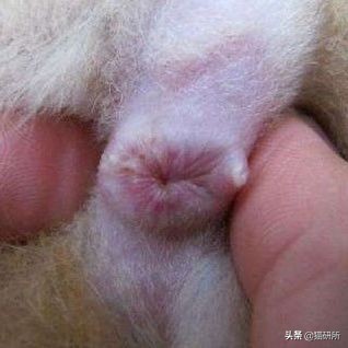 猫咪全项检查都有什么,猫咪的17项基础检查