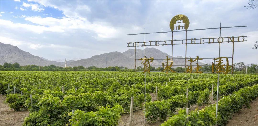 贺东庄园葡萄,河北怀来酿酒葡萄喜获丰收