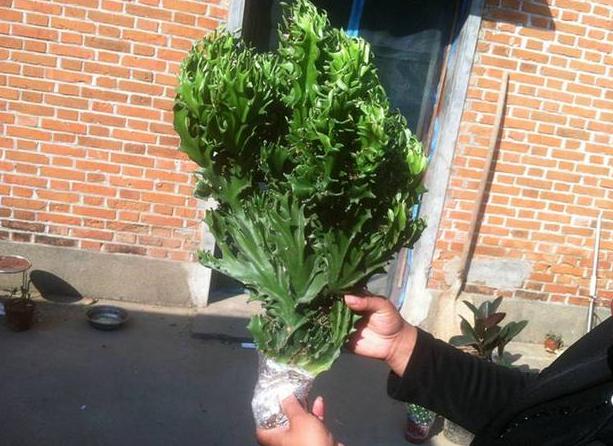 玉麒麟可以除甲醛吗,玉麒麟除甲醛吗