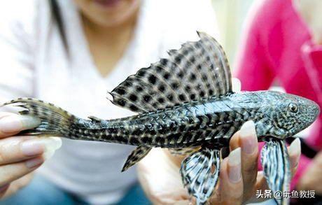 这些东西跑到外面去居然会引起生态危机!