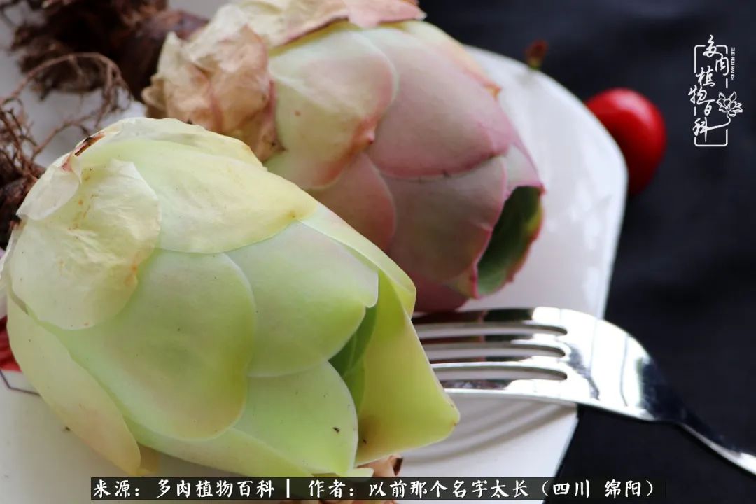 山地玫瑰夏天,山地玫瑰花怎么玩